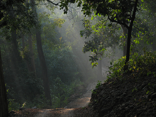 Corbett National Park Forest by netlancer2006